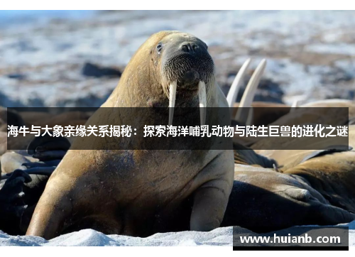 海牛与大象亲缘关系揭秘：探索海洋哺乳动物与陆生巨兽的进化之谜